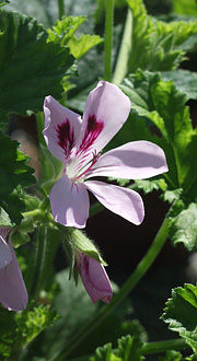 Pelargonie