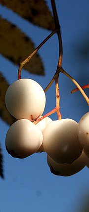 Perlerøn har hvide bær