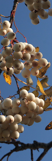 Perlerøn har hvide frugter.