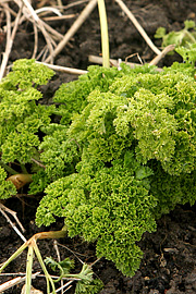 Persille