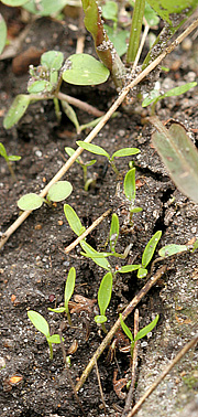 Kimplanter af persille