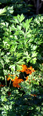 persille og tagetes