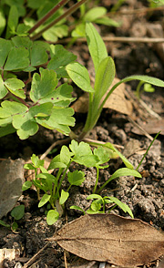 Persilleplanter