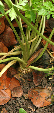 Persillerod med bladdække