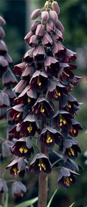 Persisk Fritillaria