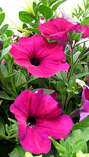 Petunia i pink