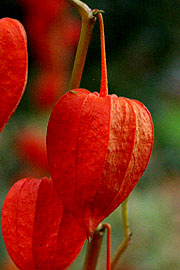 Physalis alkekengi