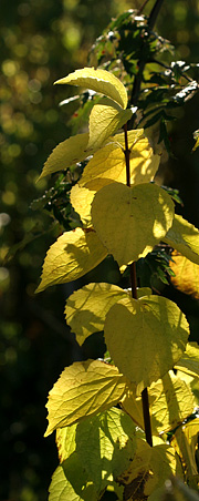 Uægte jasmin