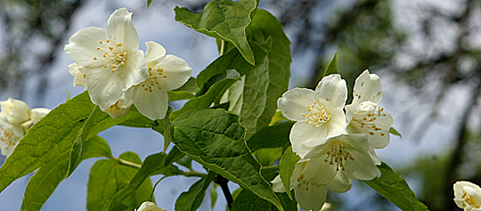 Uægte jasmin