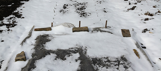 Plastdækket bed til kartofler, men dækket med sne