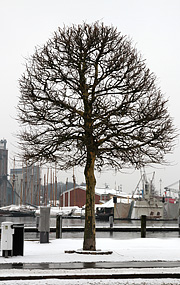 Platantræ på Svendborg havn