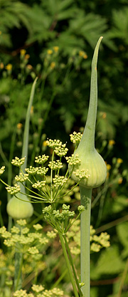 Porreknopper og persilleblomster