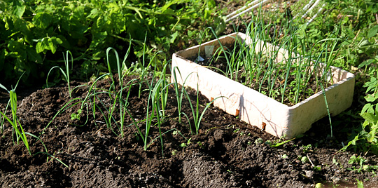 Løgbed med udplantning