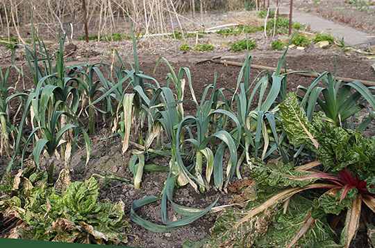 haven omkring 1. april