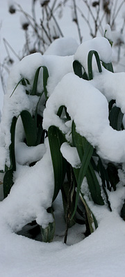 Vinterporrer i sne
