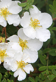 Hvid potentilla