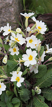 Primula