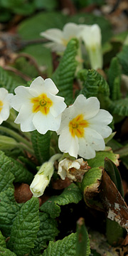 Primula i blomst i december