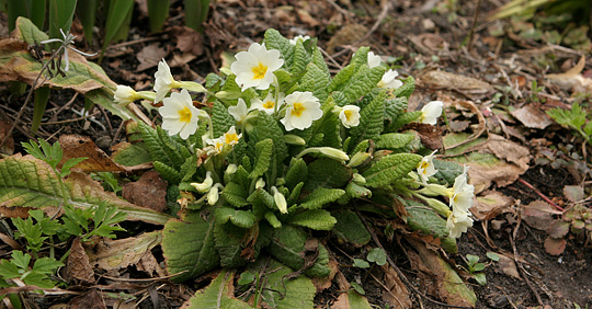 Primula