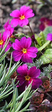 Primula