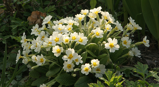 Primula
