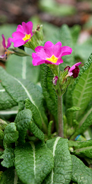 Primula i januar