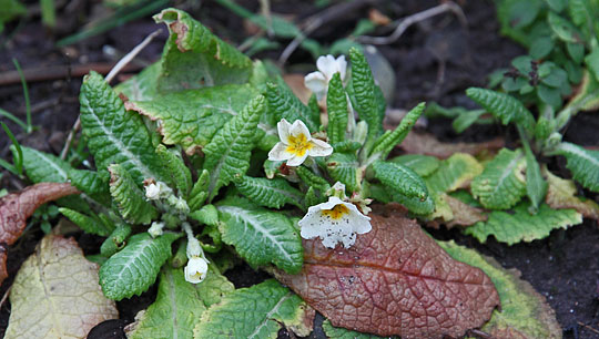 Primula i blomst i januar