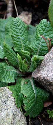 Primula i februar