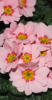 Primula