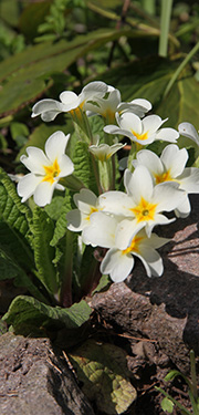 Primula