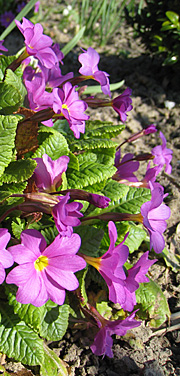 Lilla primula