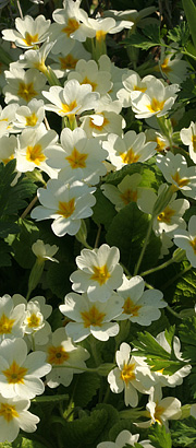 Primula