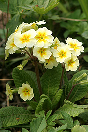 Primula