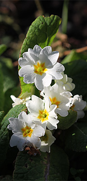 Primula i blomst i januar