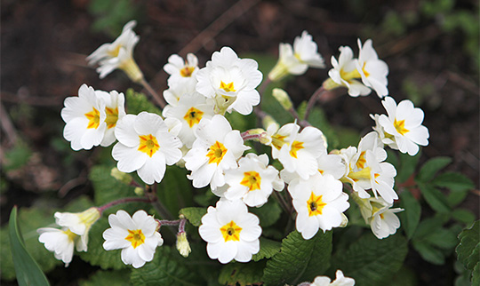 Primula med dobbelt blomst