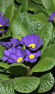 Blå primula