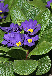 Blå primula