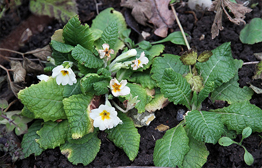 primula i december