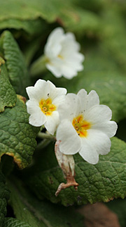 Primula i februar