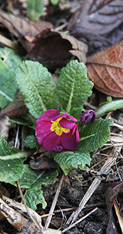 Primula