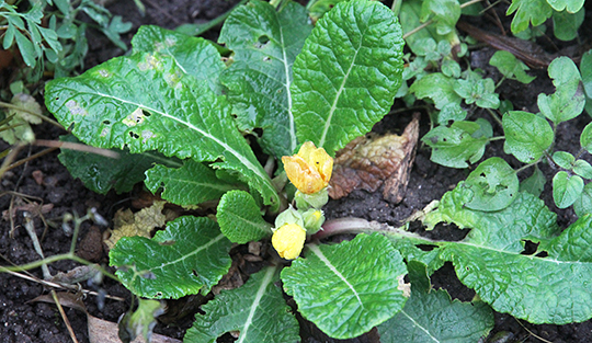 gul primula