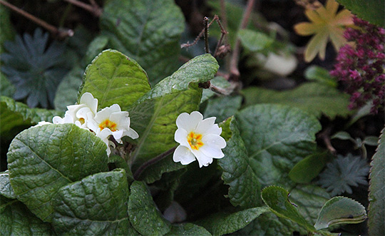 Primula blomstrer i november