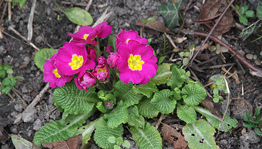 pink primula