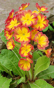 Primula