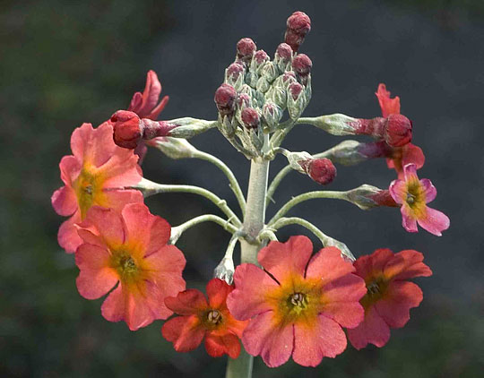 kinesisk etageprimula.