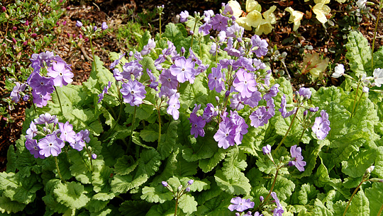 Sieboldprimula