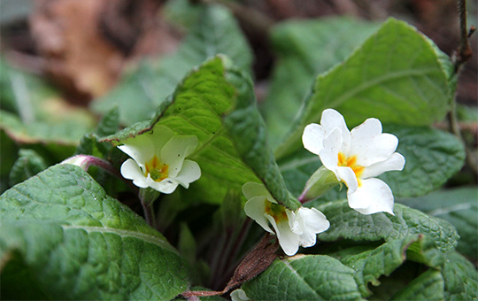 Primula i haven i januar