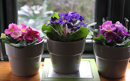 Primula i vindueskarmen