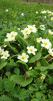 Primula vulgaris