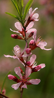 Prunus tenella